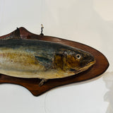 Large Taxidermy Kingfish