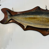 Large Taxidermy Kingfish