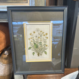 Antique Framed Etchings