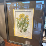 Antique Framed Etchings