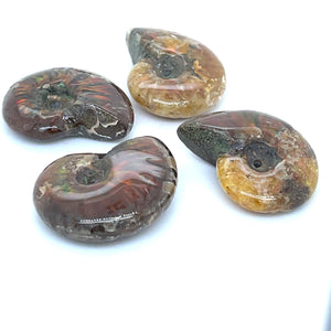 Ammonite Gem Fossil